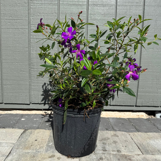 Tibouchina Dwarf Purple