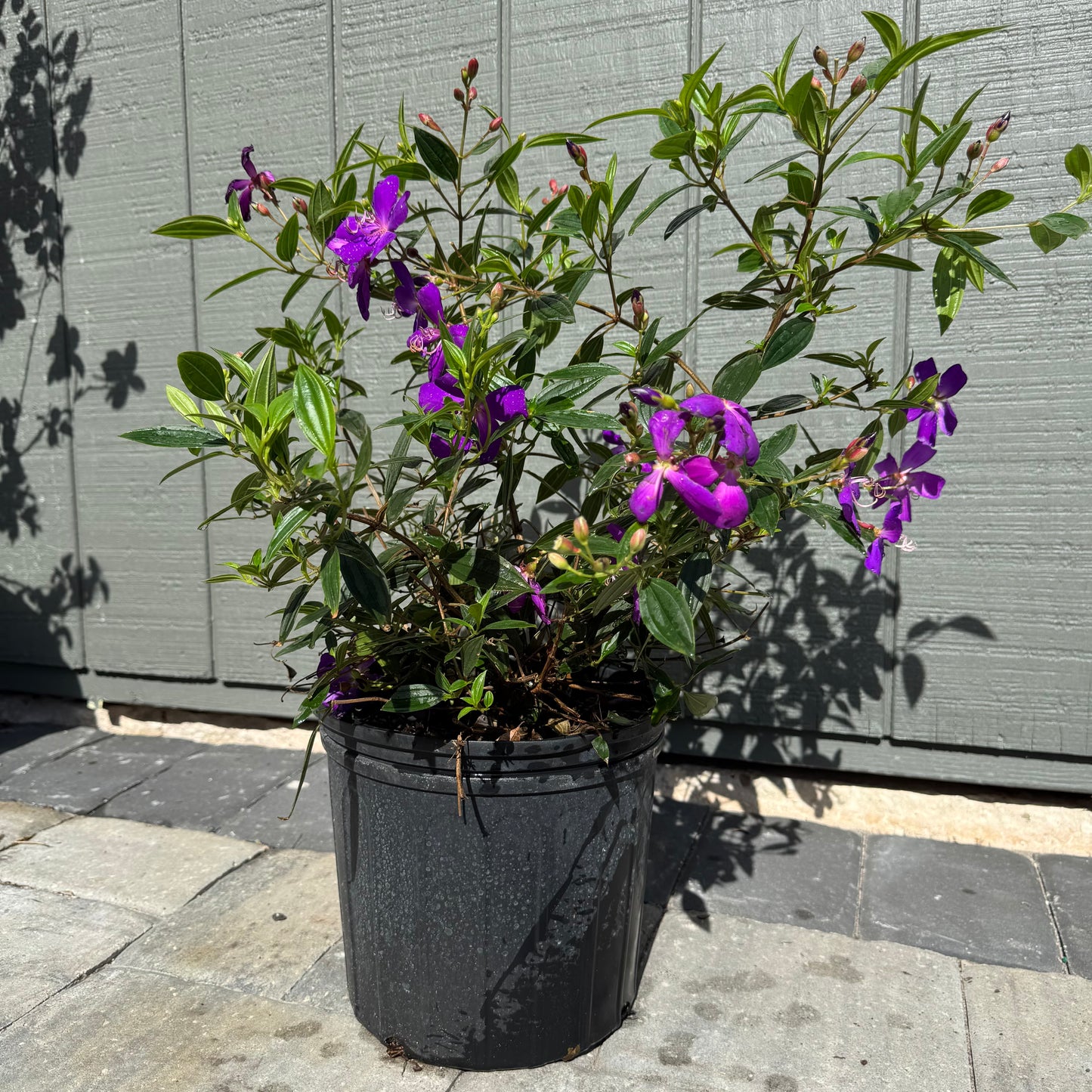 Tibouchina Dwarf Purple