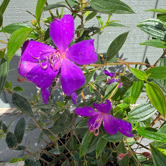 Tibouchina Dwarf Purple