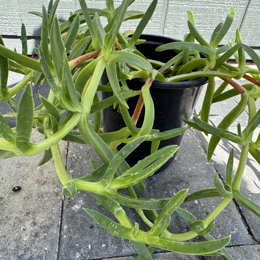 Hottentot Fig - Ice Plants