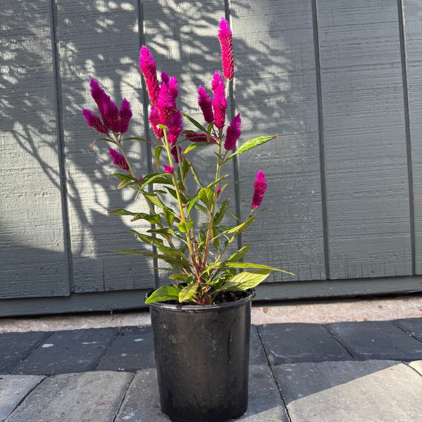 Celosia