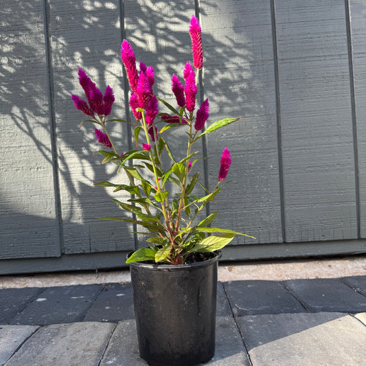 Celosia