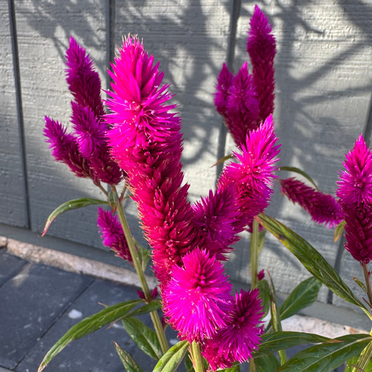 Celosia