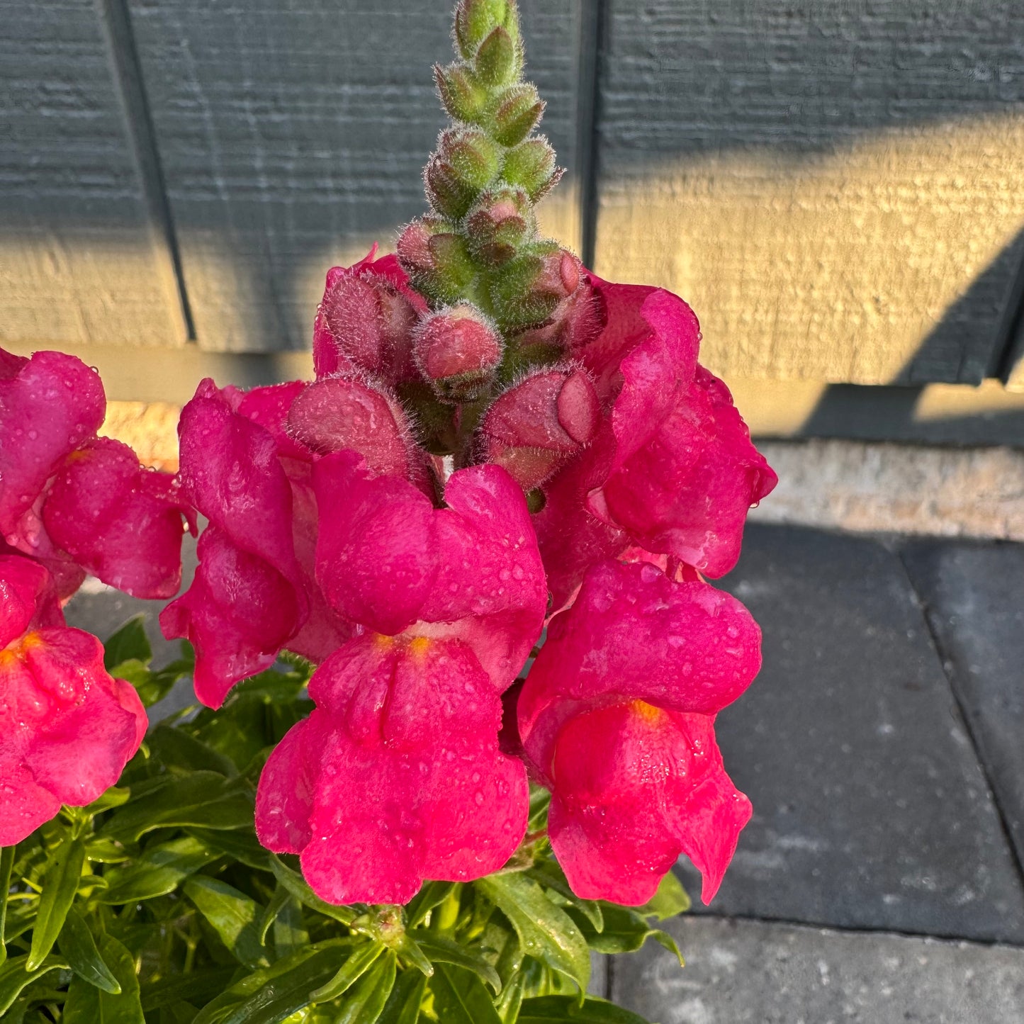 Snapdragon