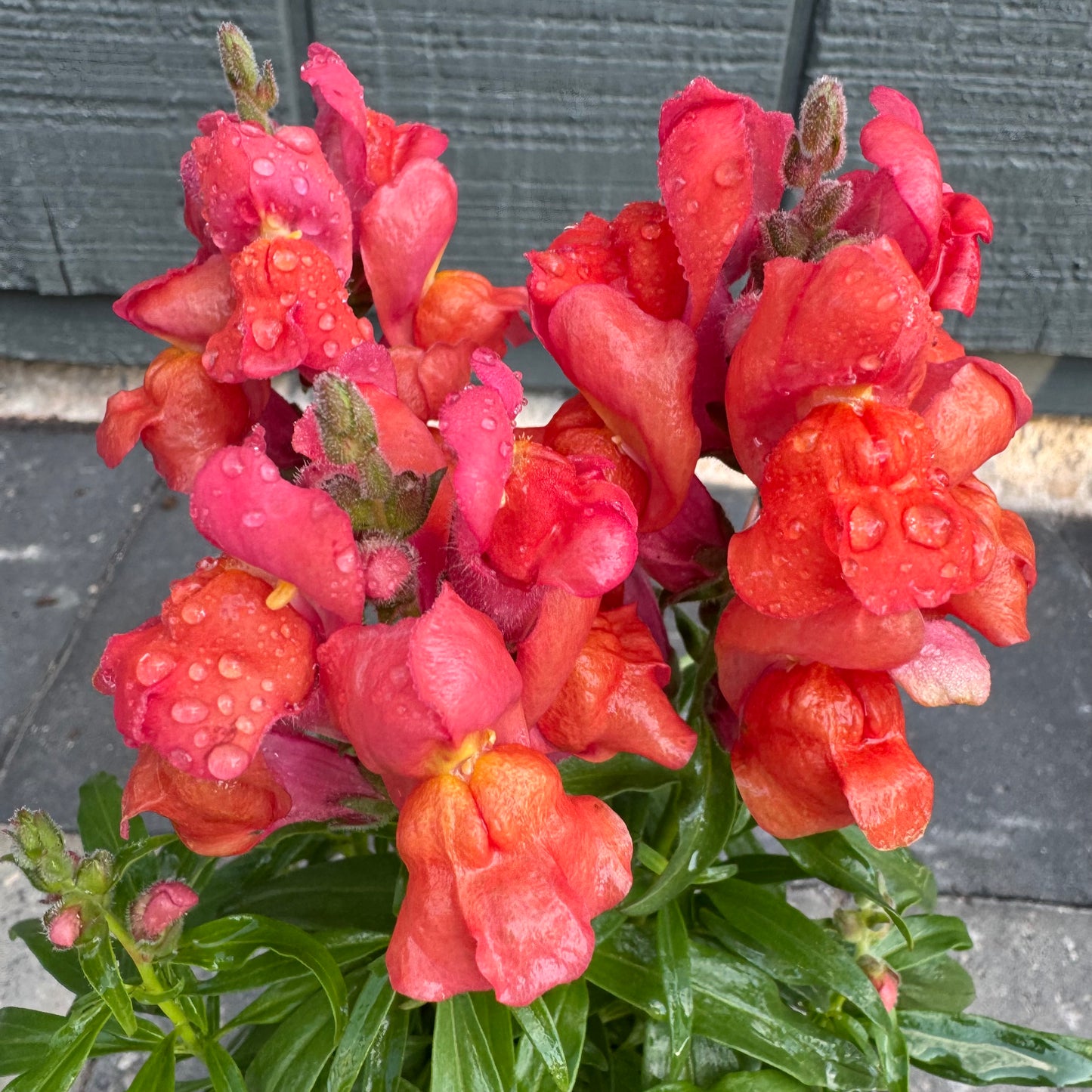 Snapdragon