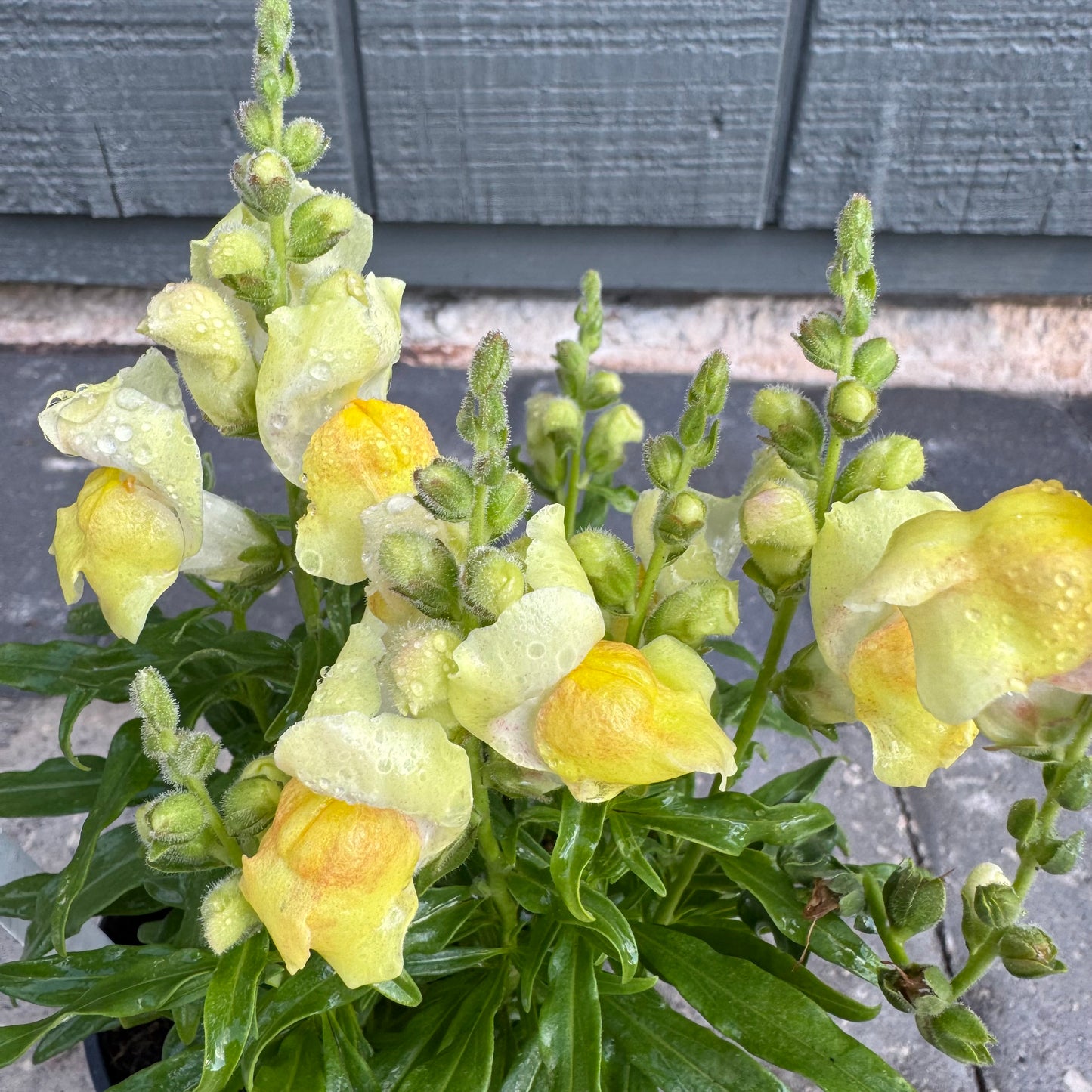 Snapdragon