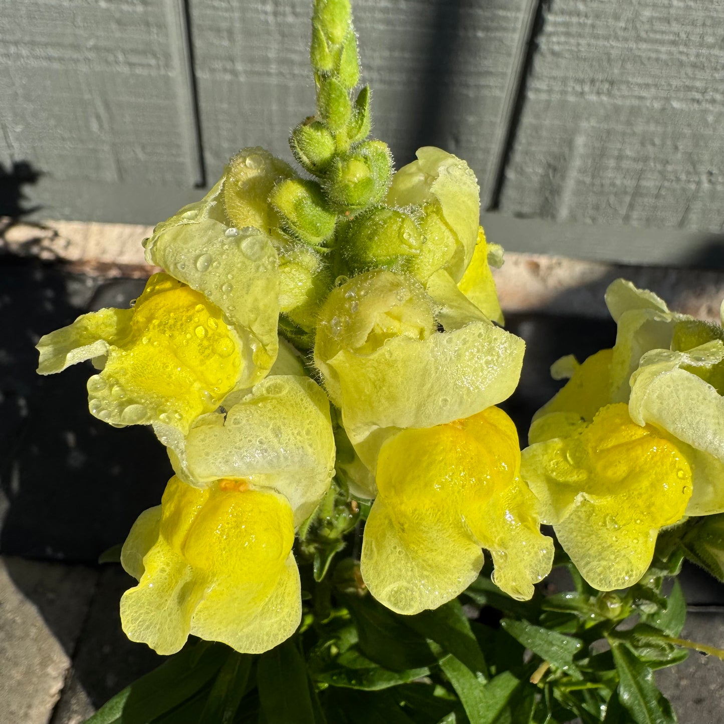 Snapdragon