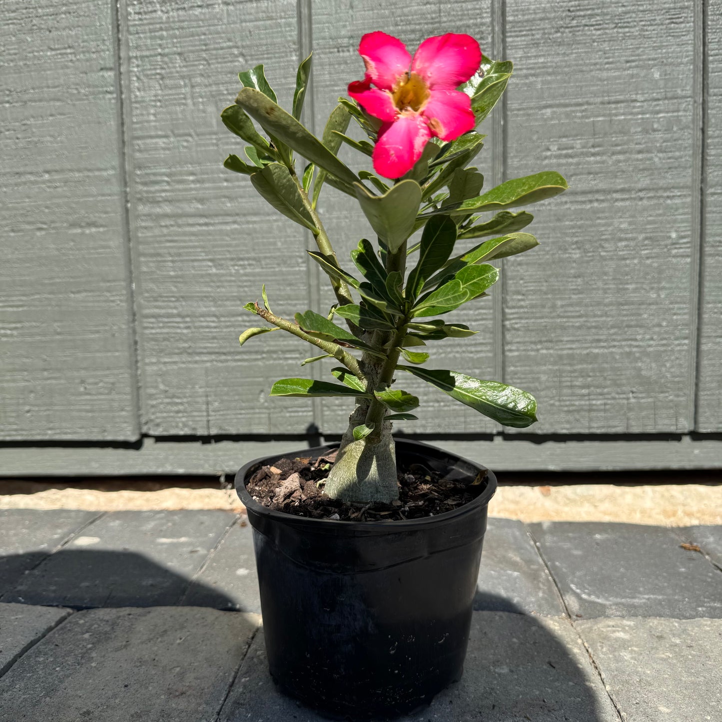 Desert Rose