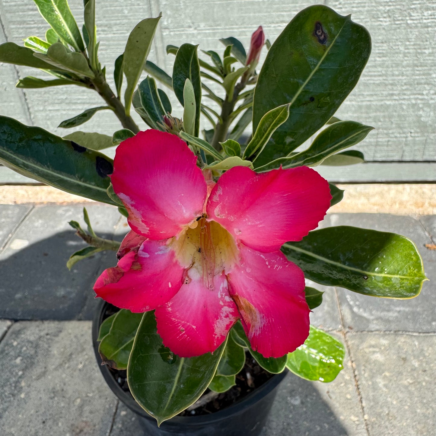 Desert Rose