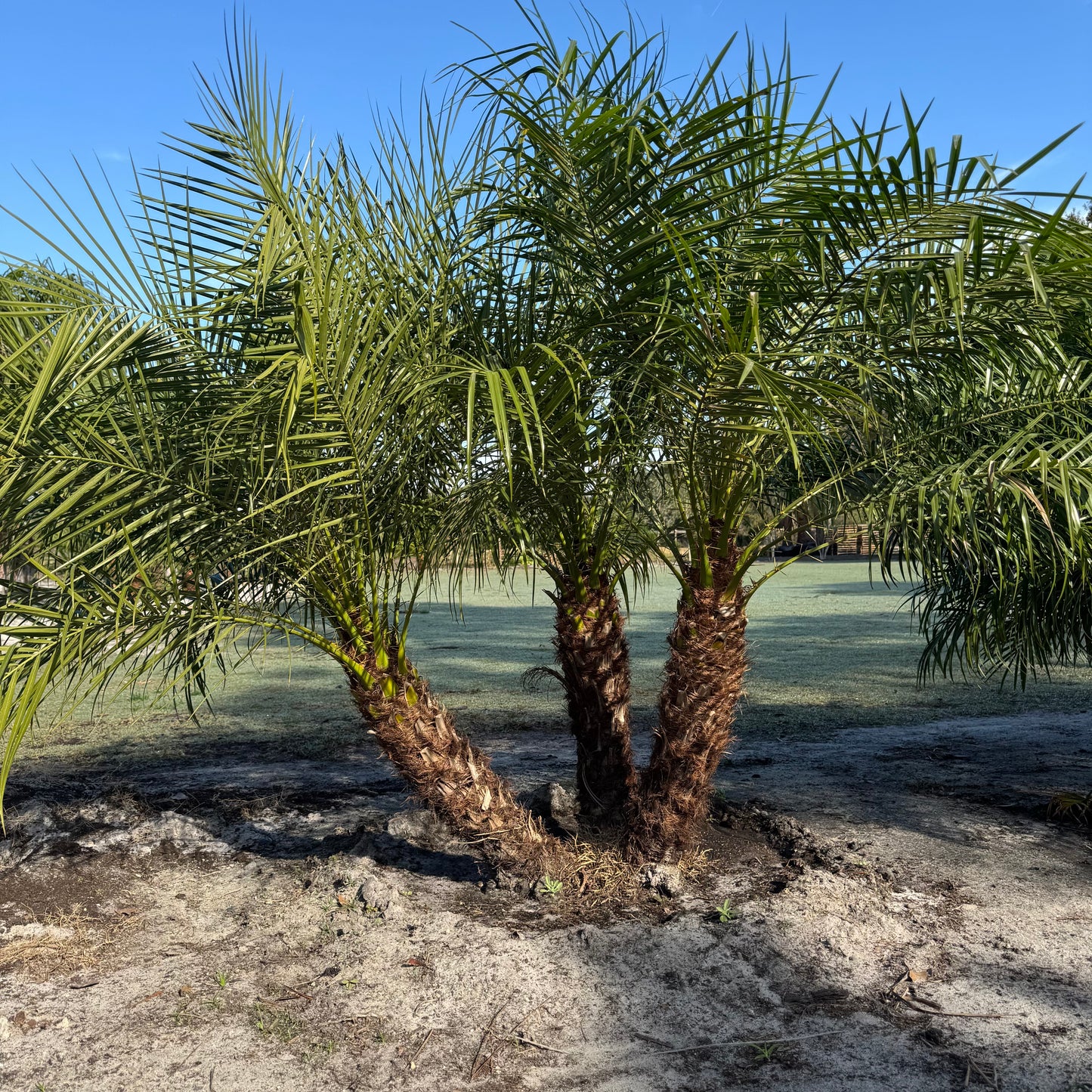 Pygmy Date Palm (Robellini)