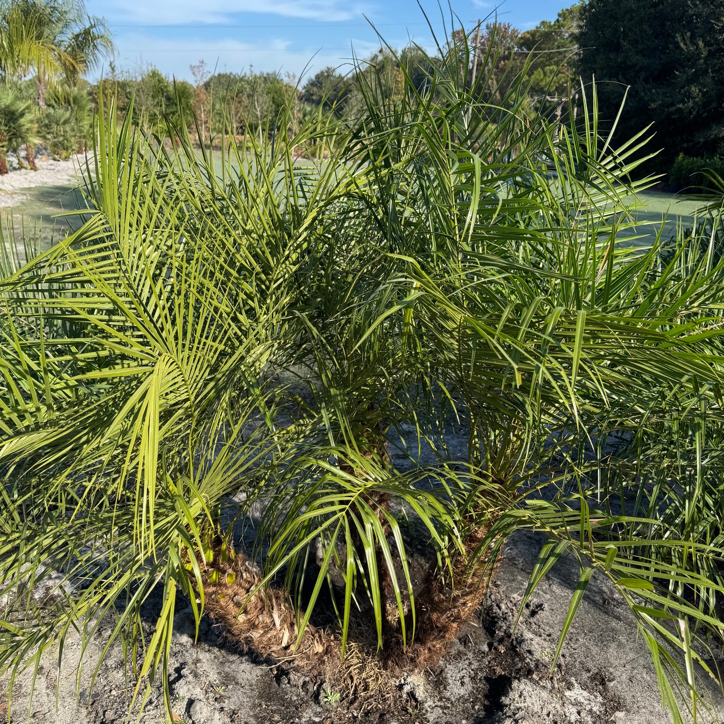 Pygmy Date Palm (Robellini)