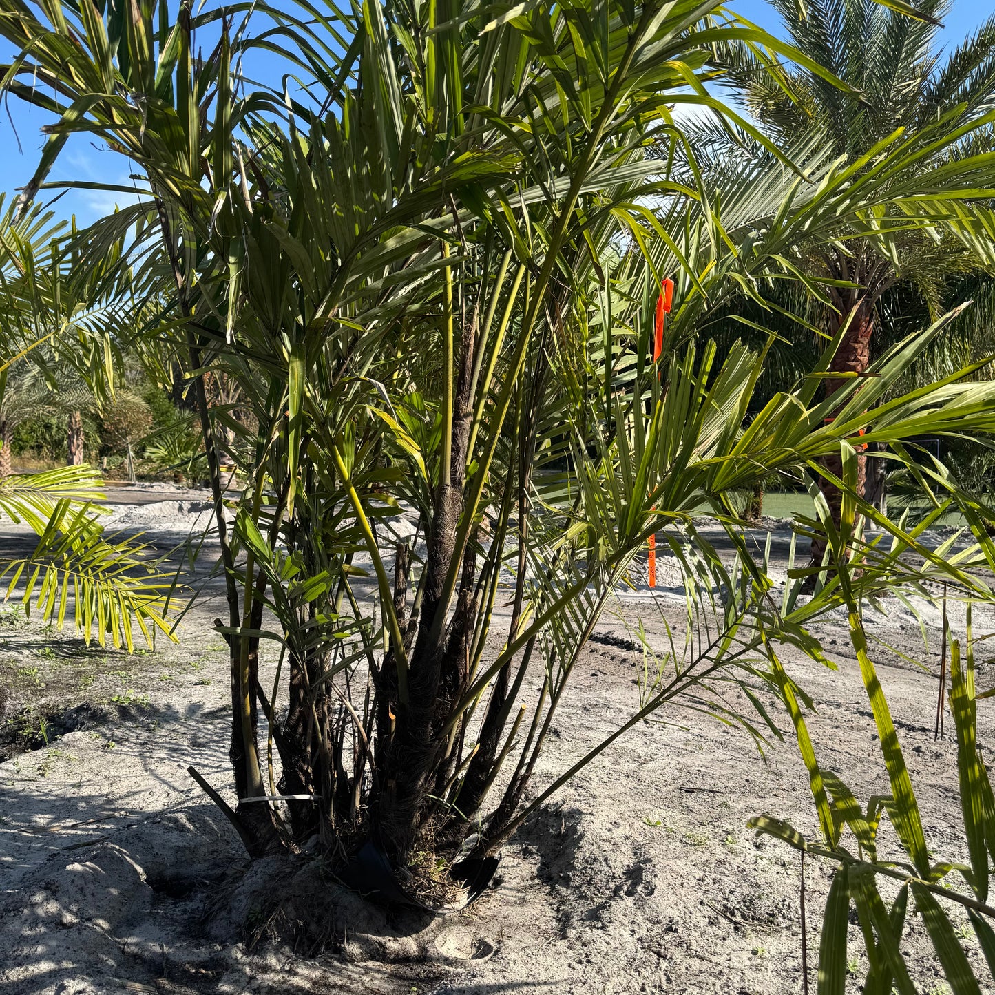 Sugar Palm