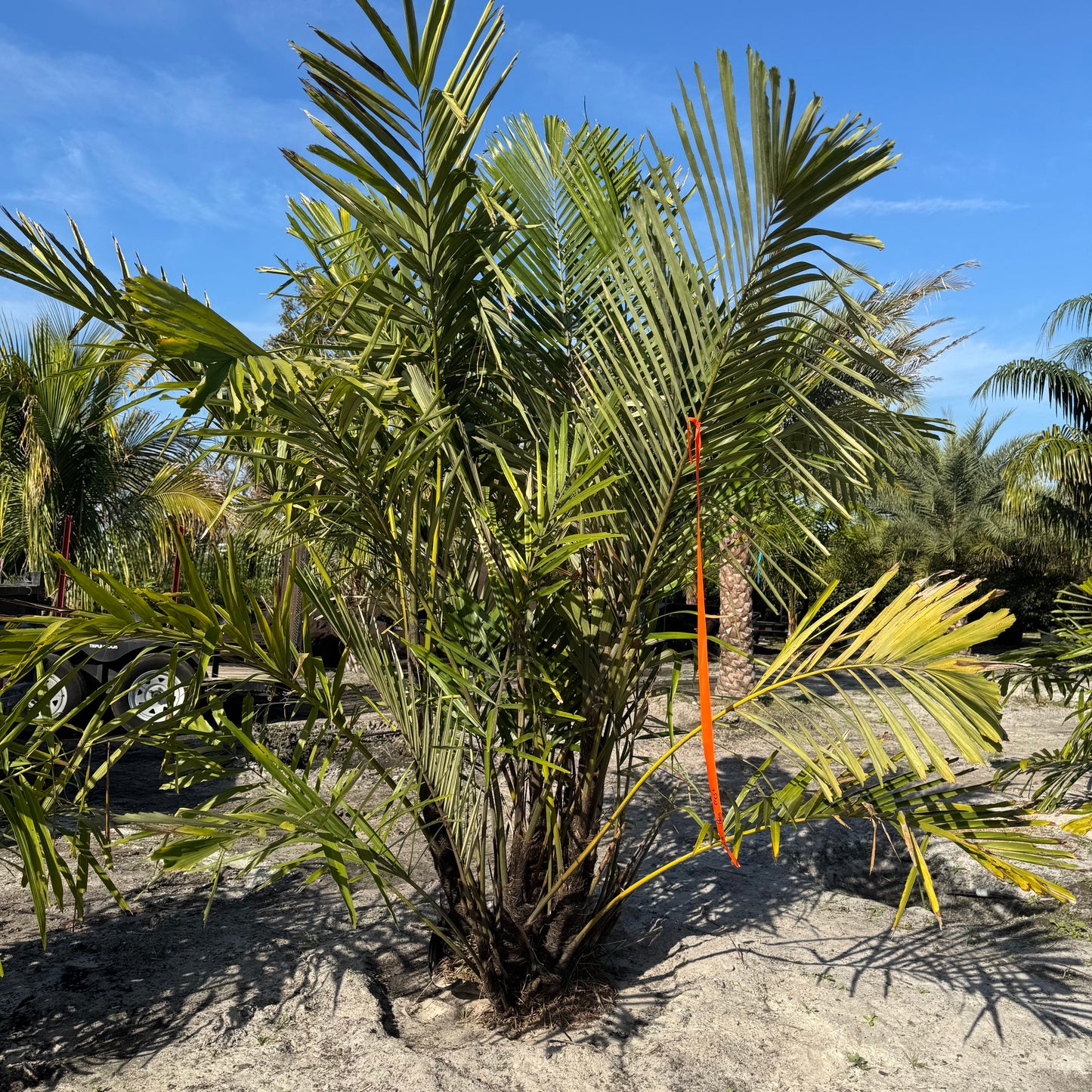 Sugar Palm