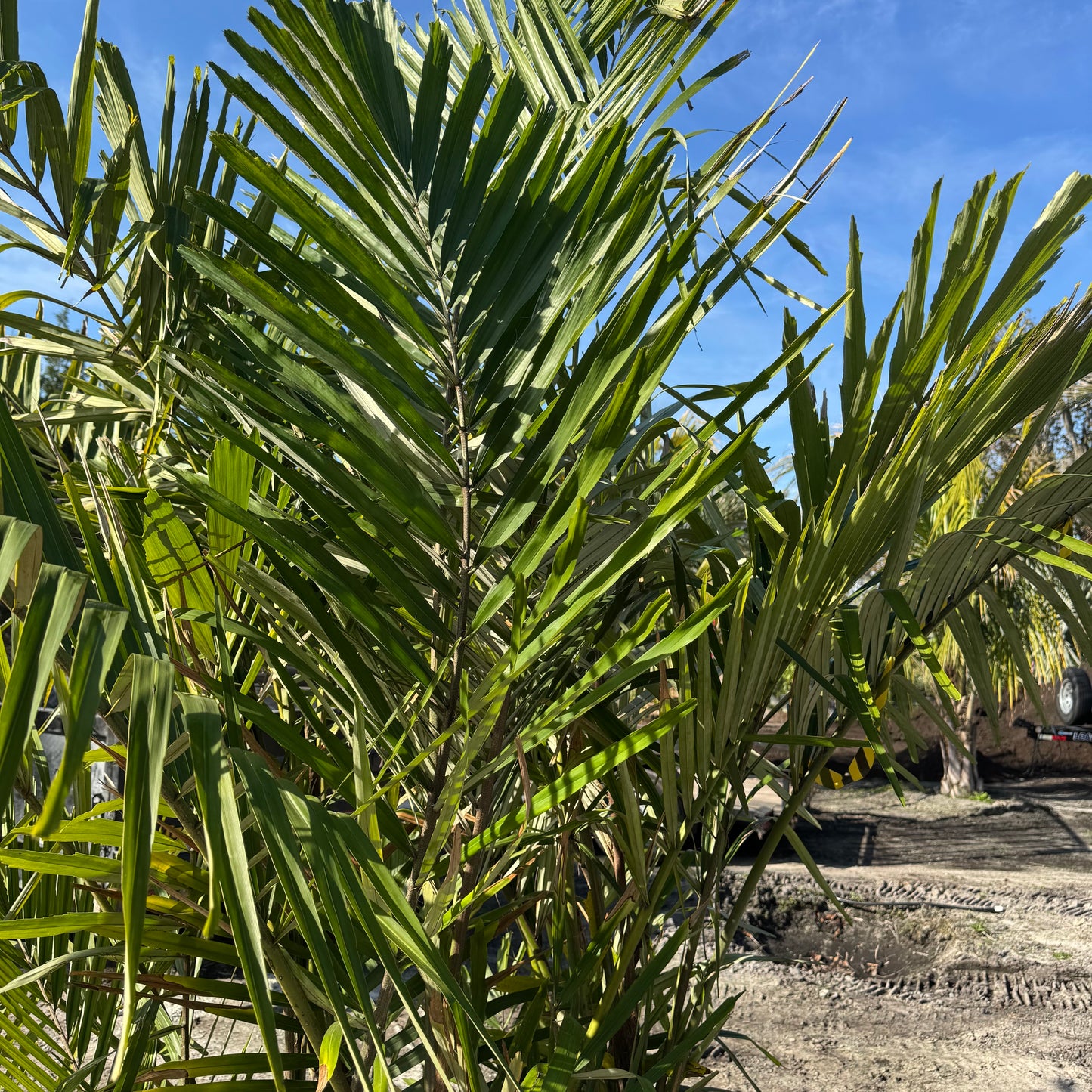 Sugar Palm