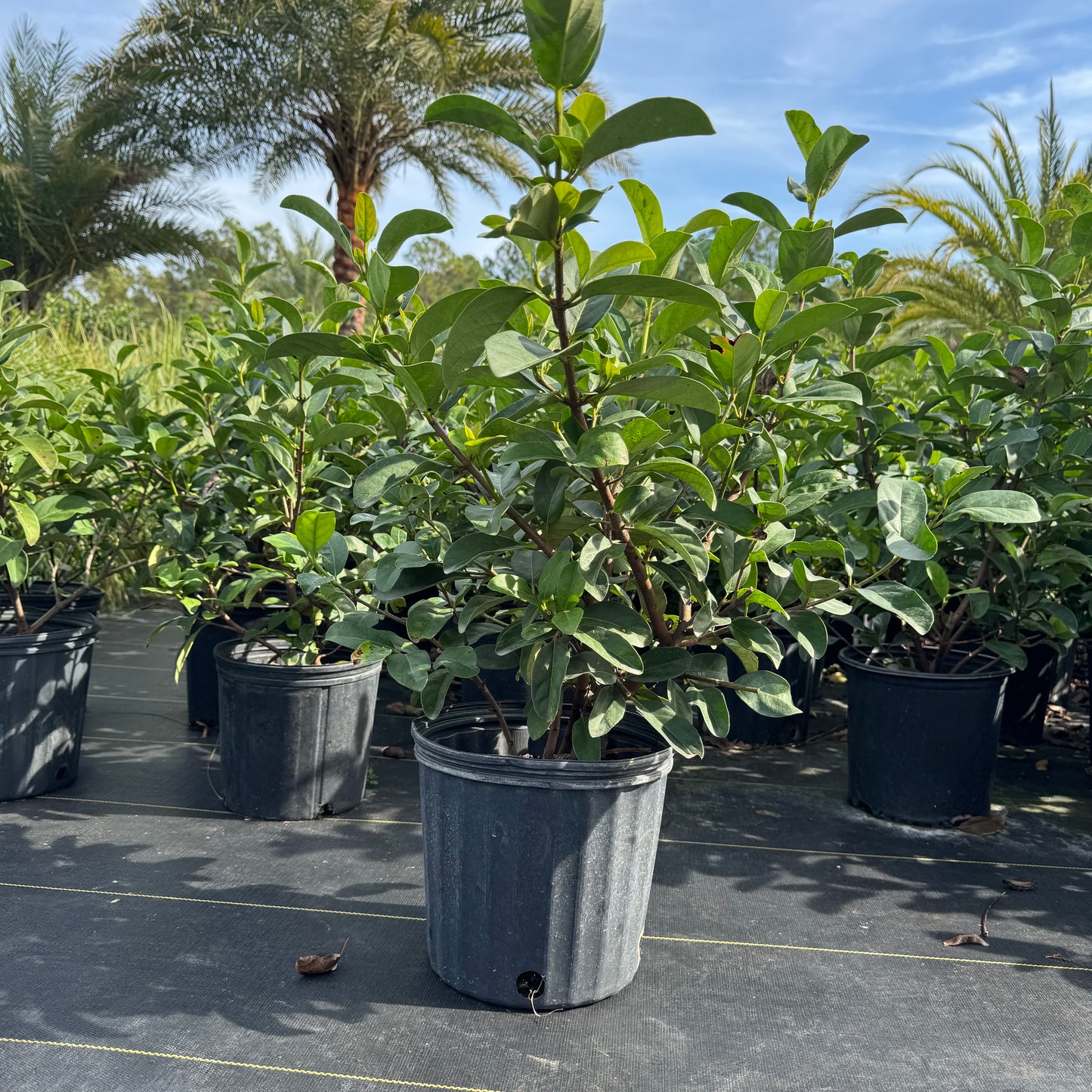 Viburnum Odoratissimum