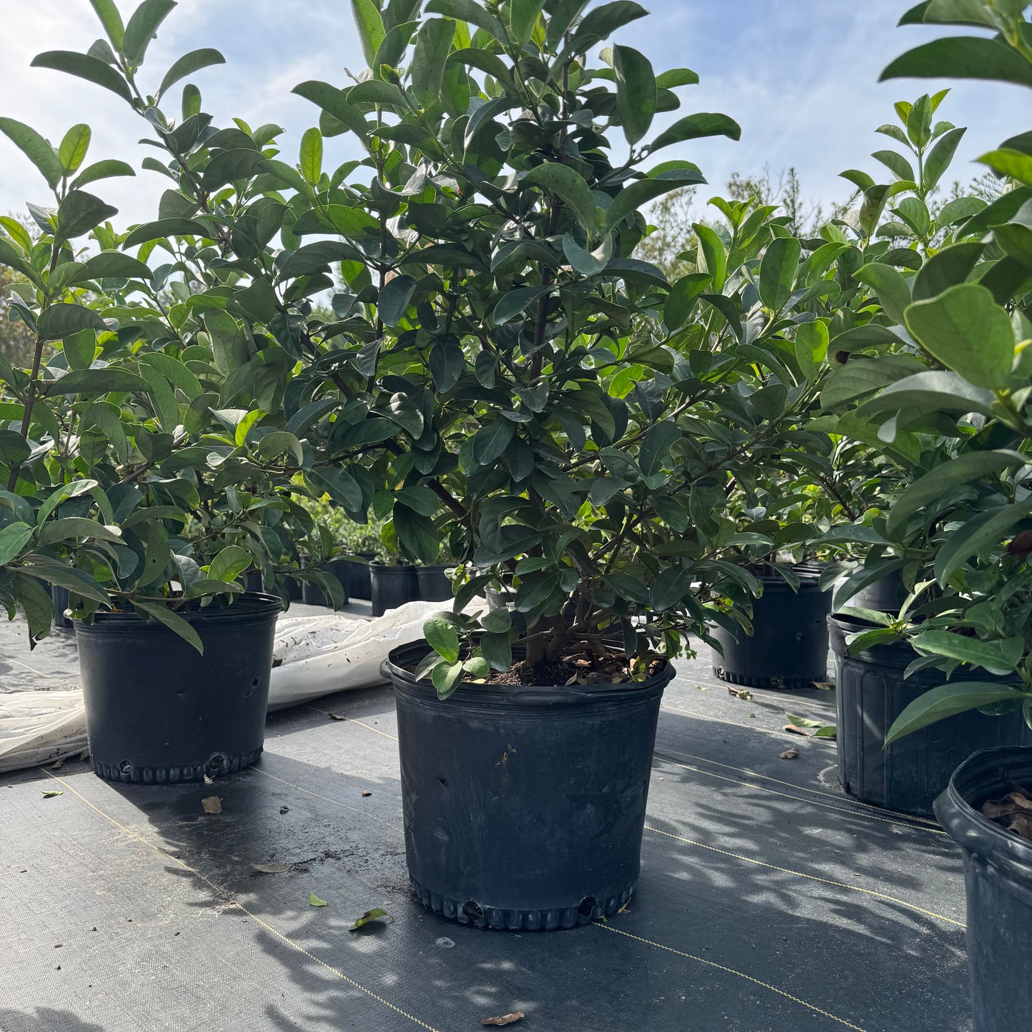 Viburnum Odoratissimum