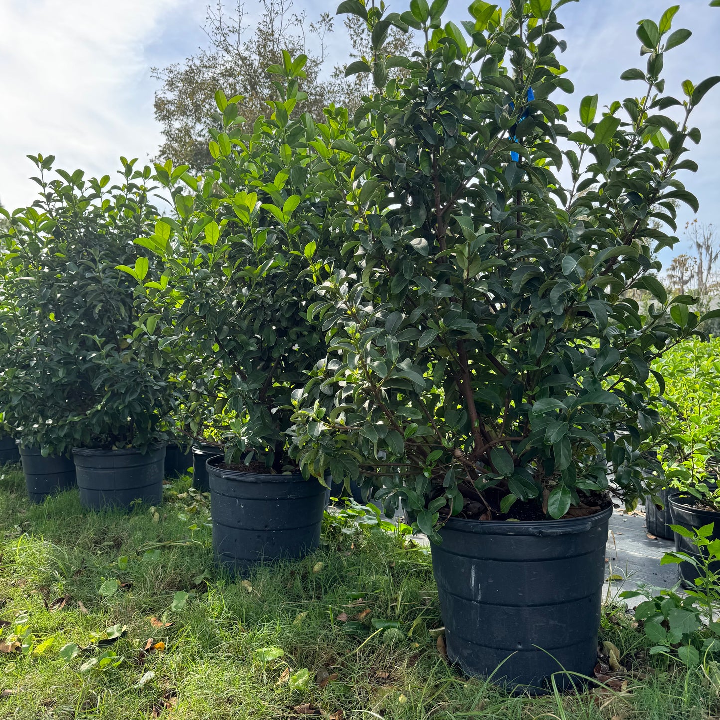 Viburnum Odoratissimum