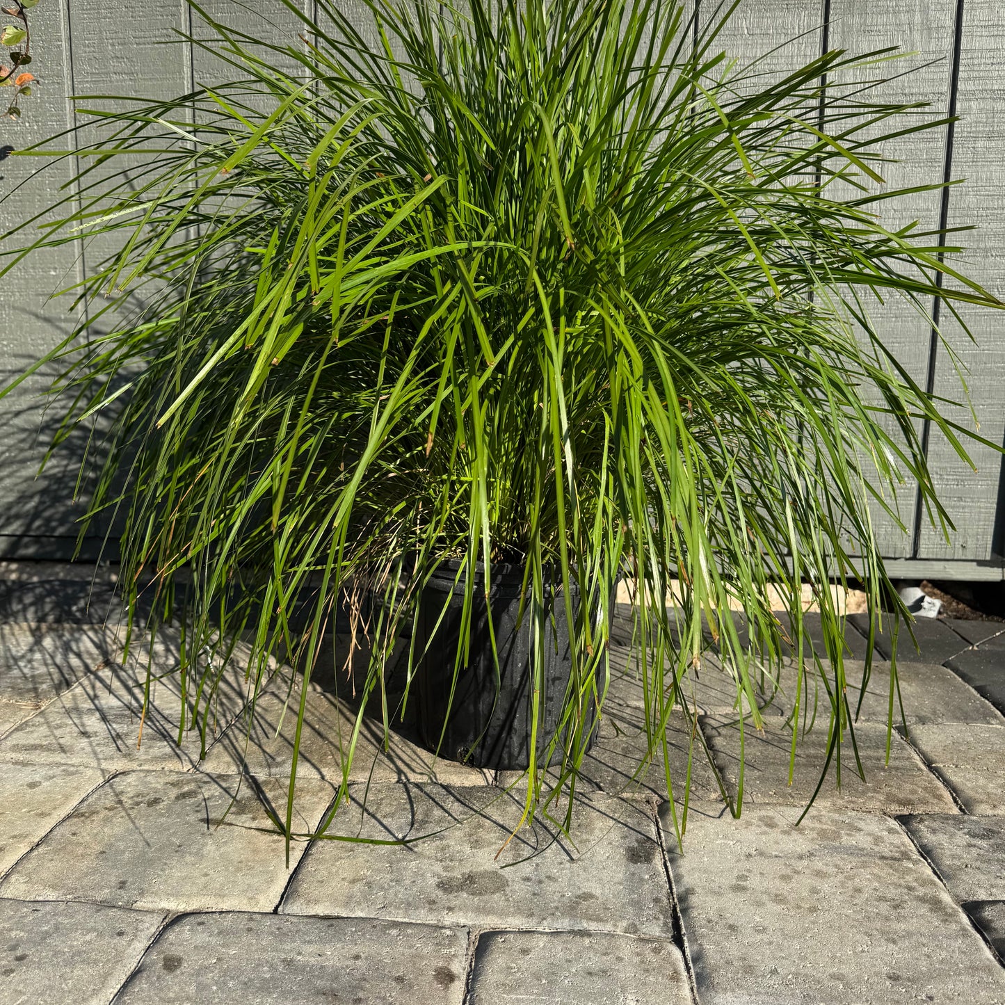 Lomandra Lime Tuff