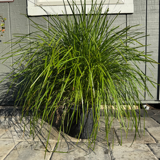Lomandra Lime Tuff