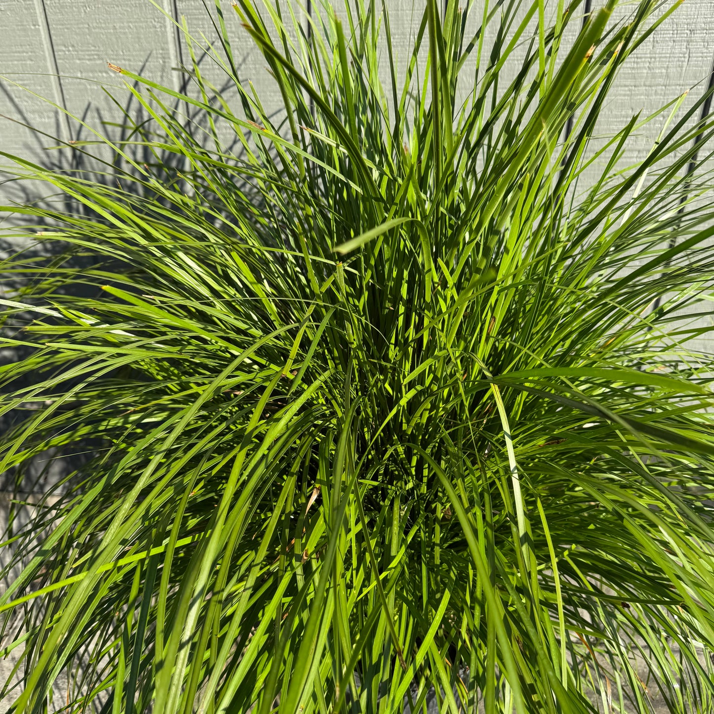 Lomandra Lime Tuff