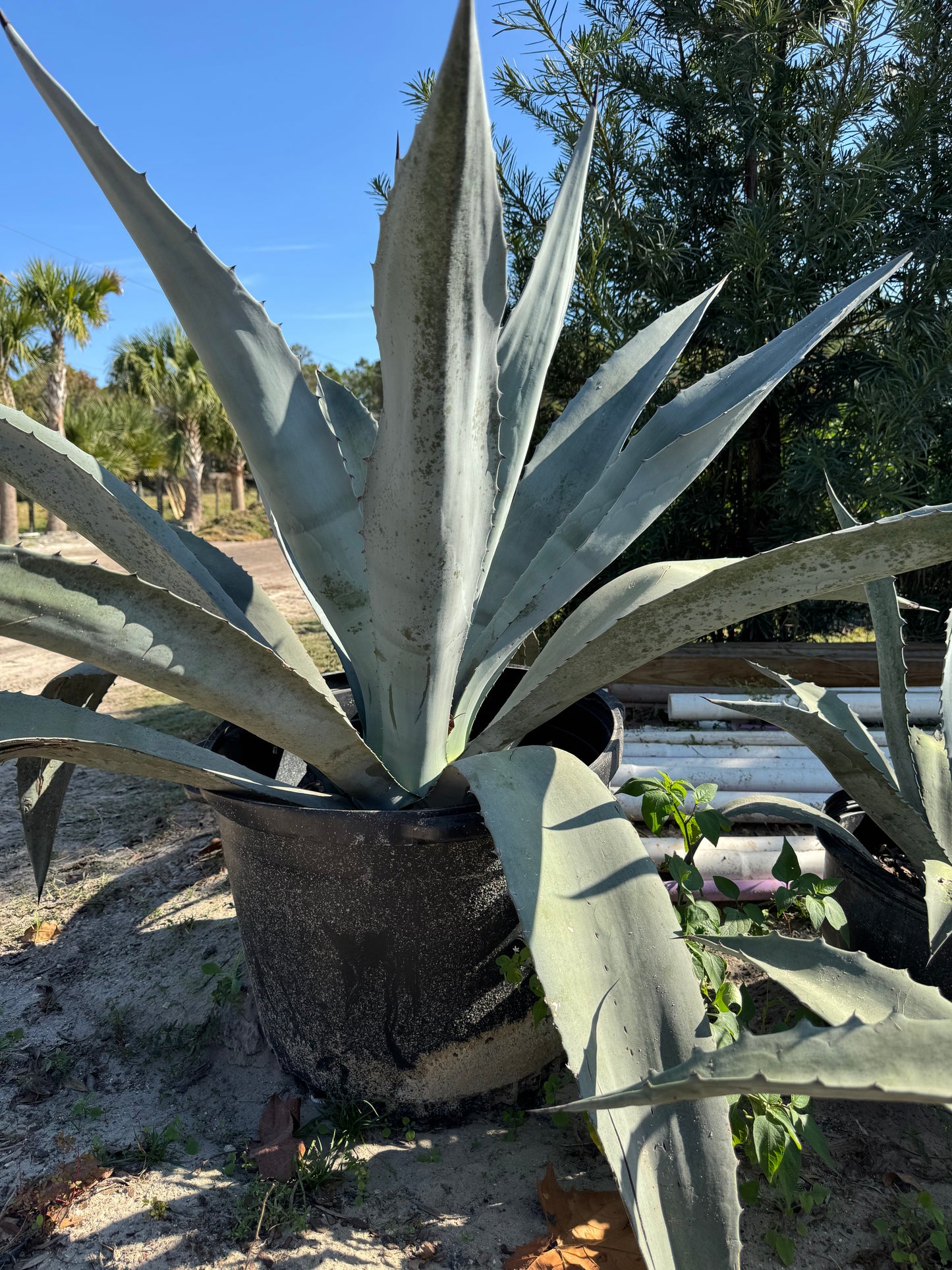 Blue Agave