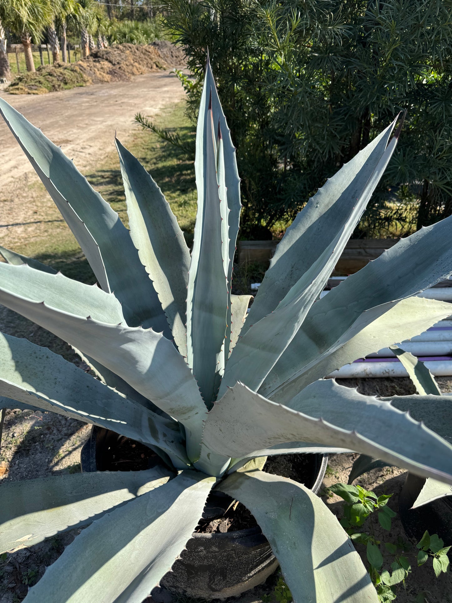 Blue Agave