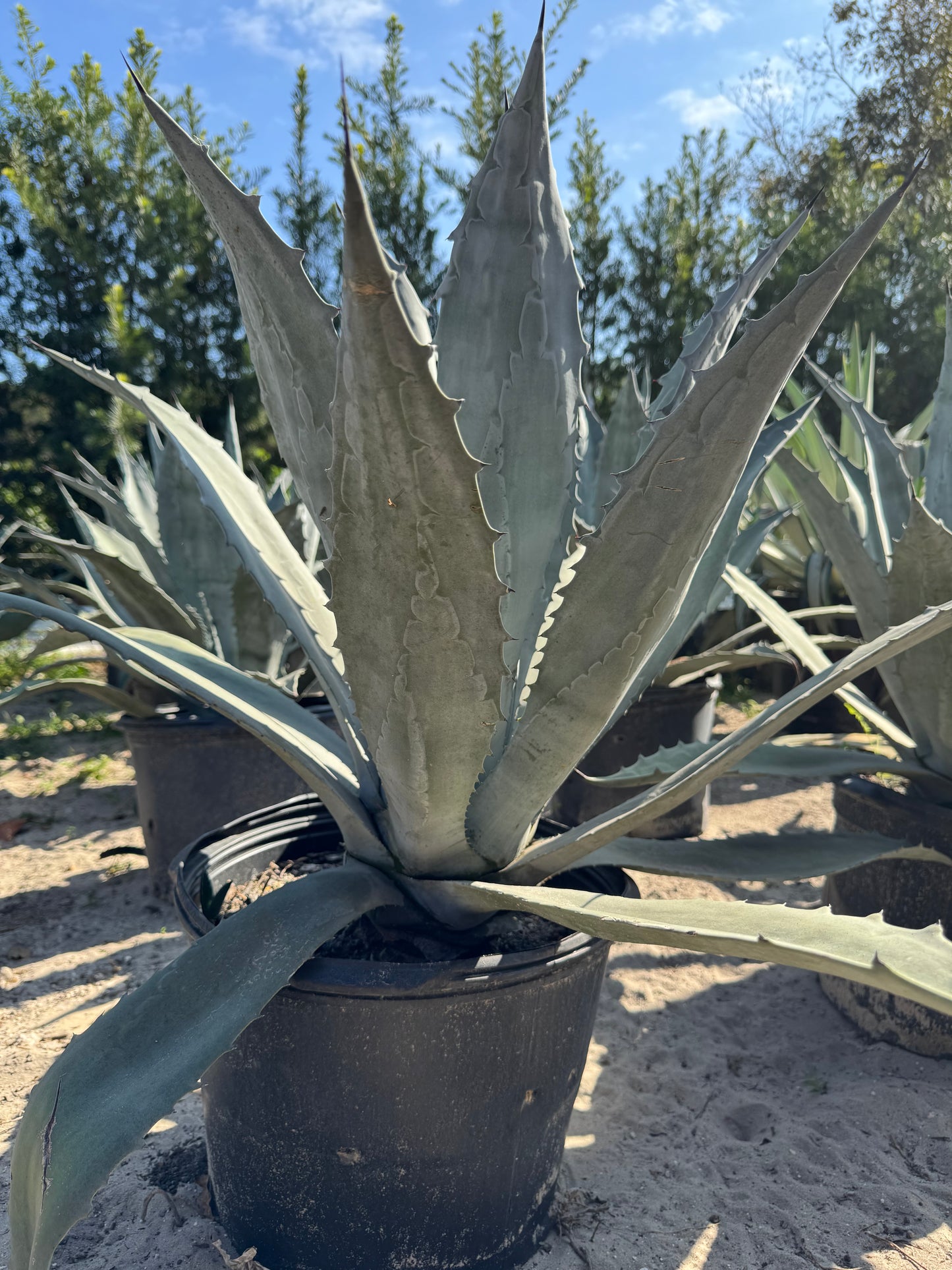 Blue Agave