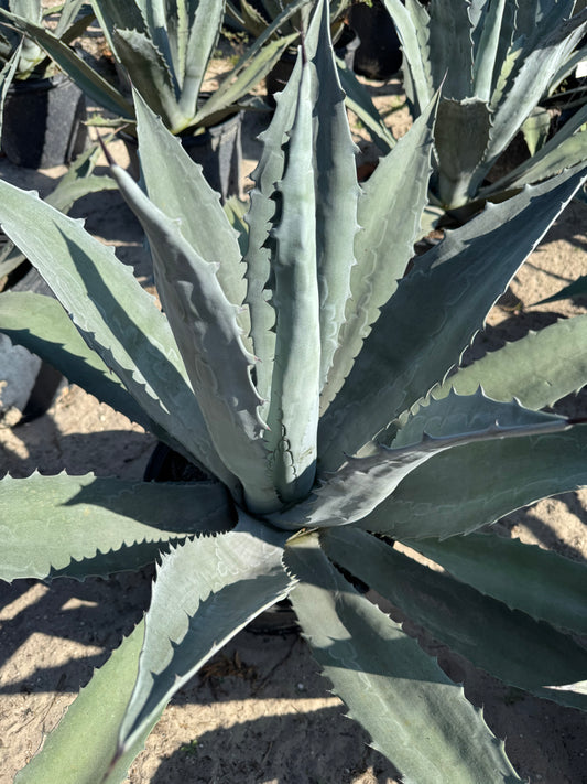 Blue Agave