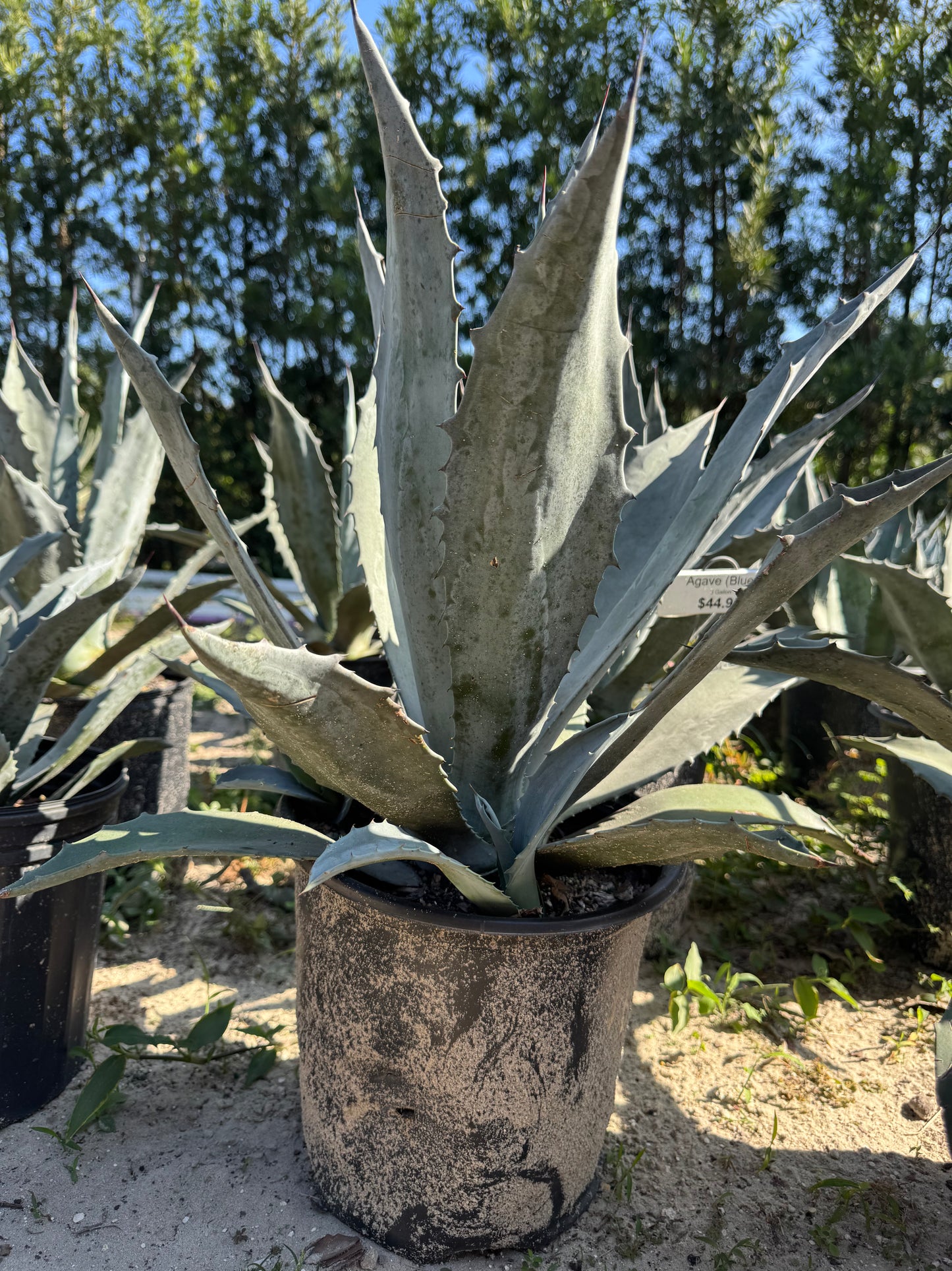 Blue Agave