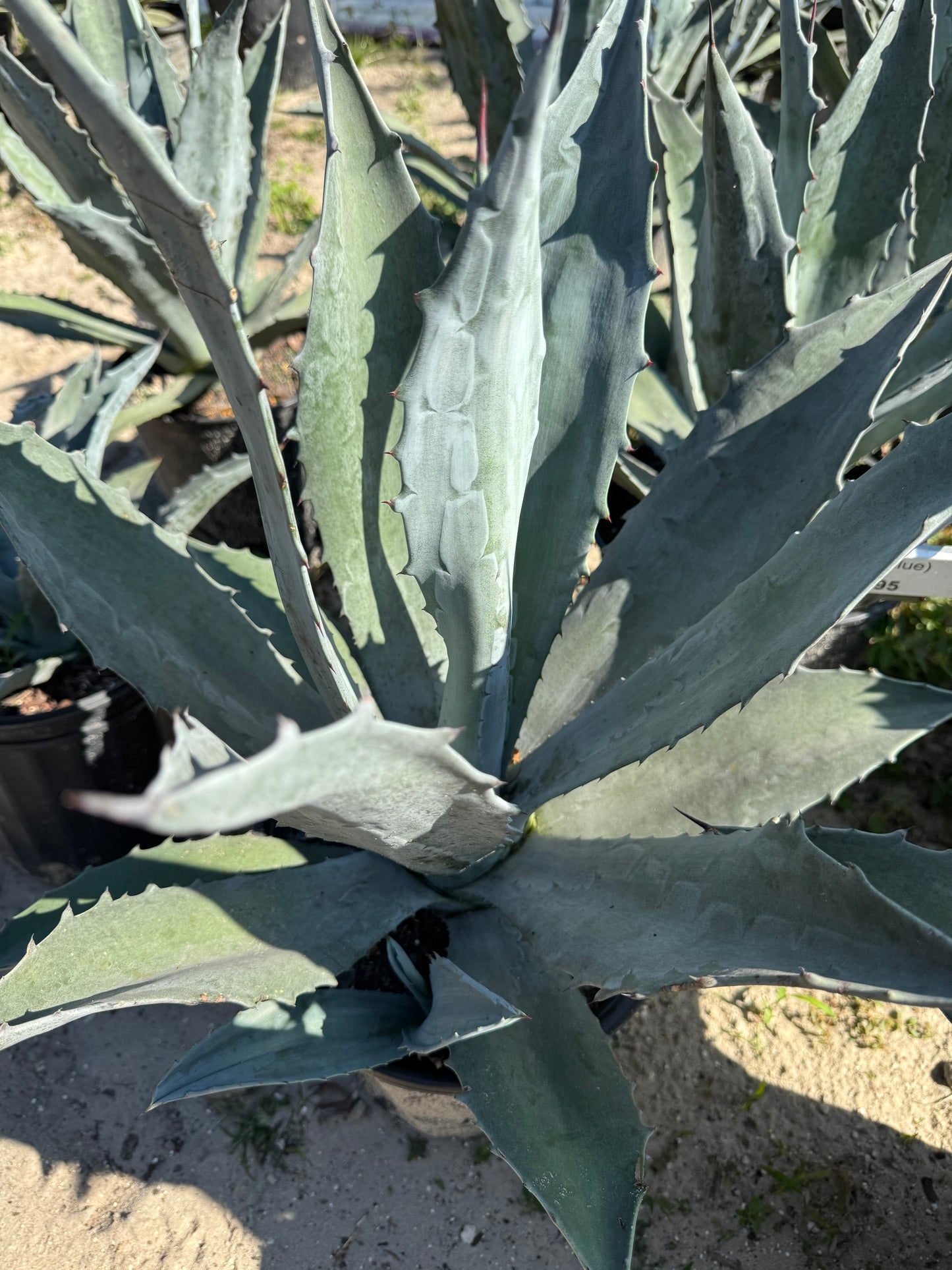Blue Agave