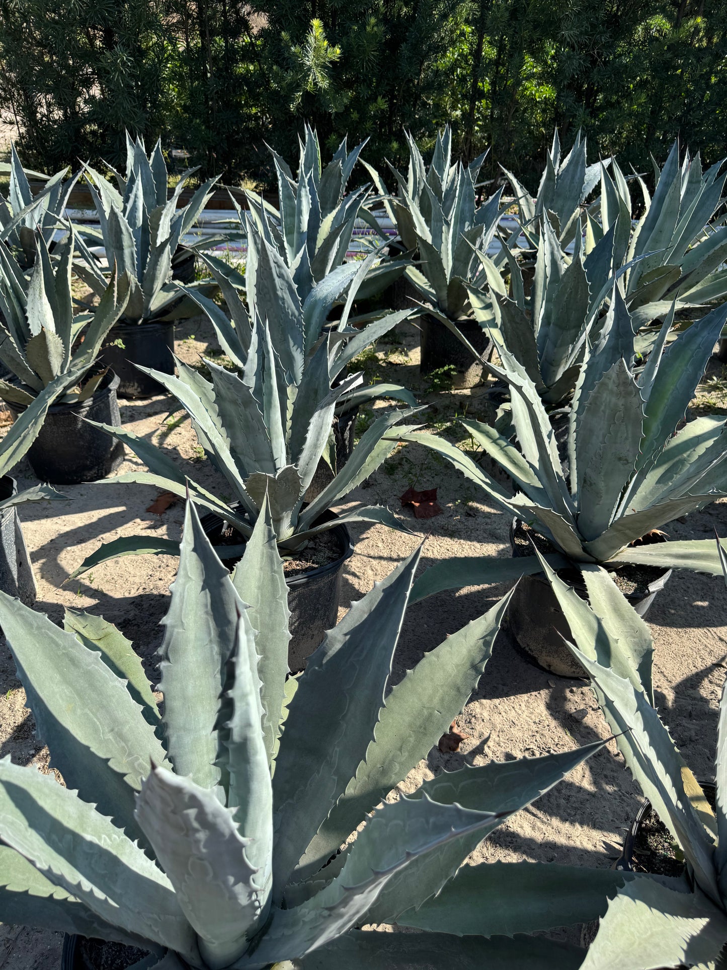 Blue Agave