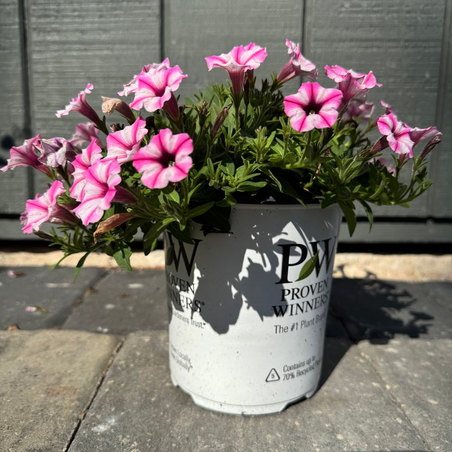 Supertunia Mini Vista Pink Star