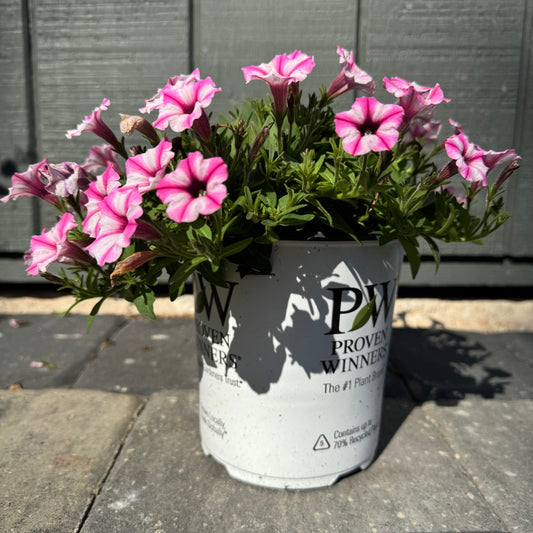 Supertunia Mini Vista Pink Star