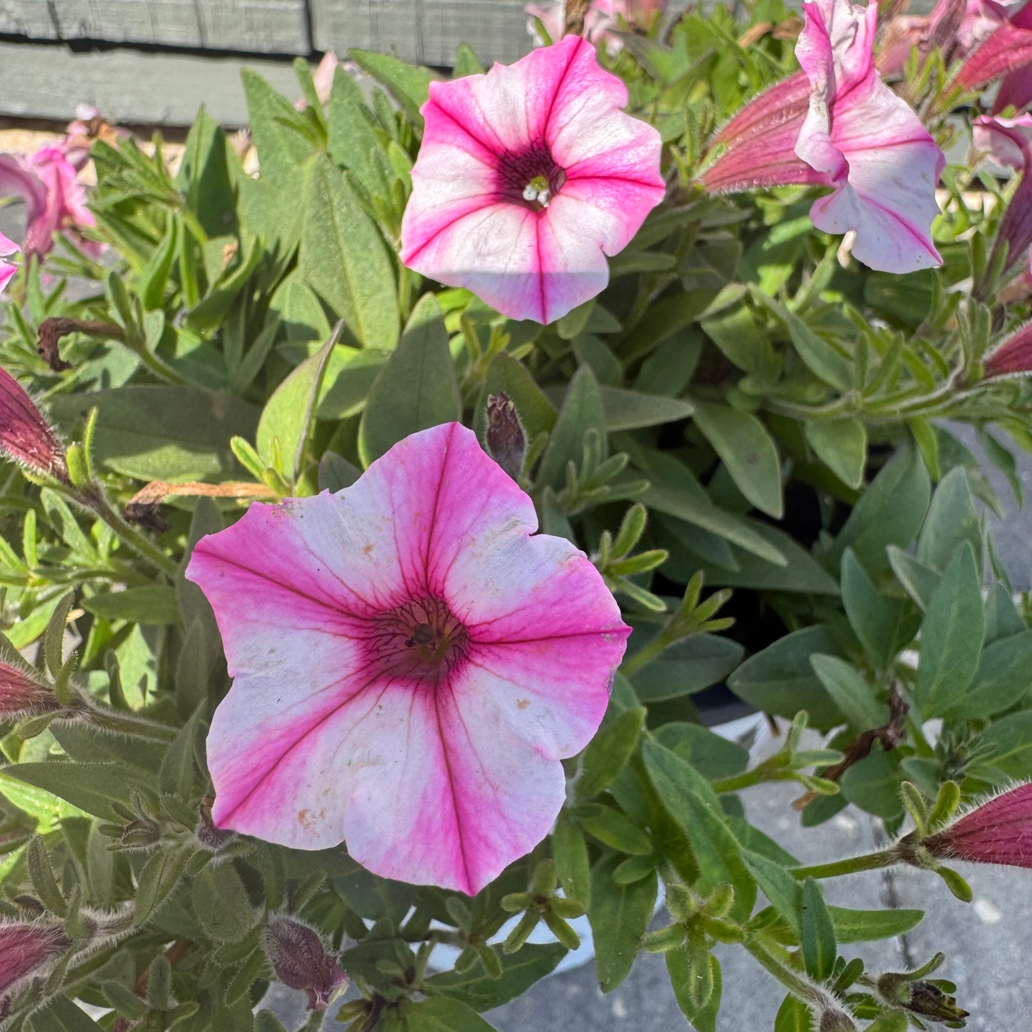 Supertunia Mini Vista Pink Star