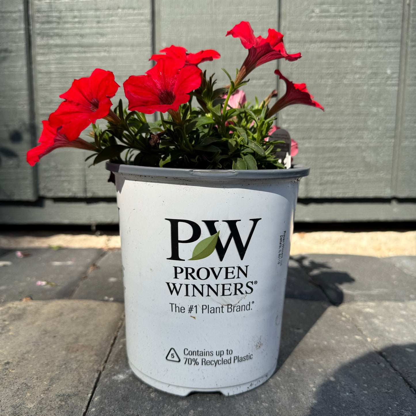 Supertunia Really Red