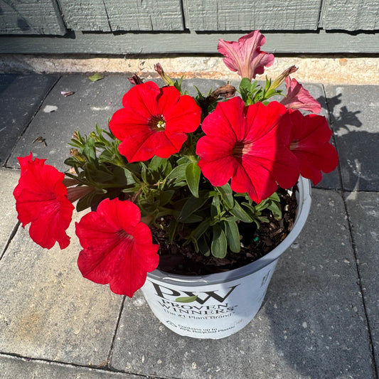 Supertunia Really Red