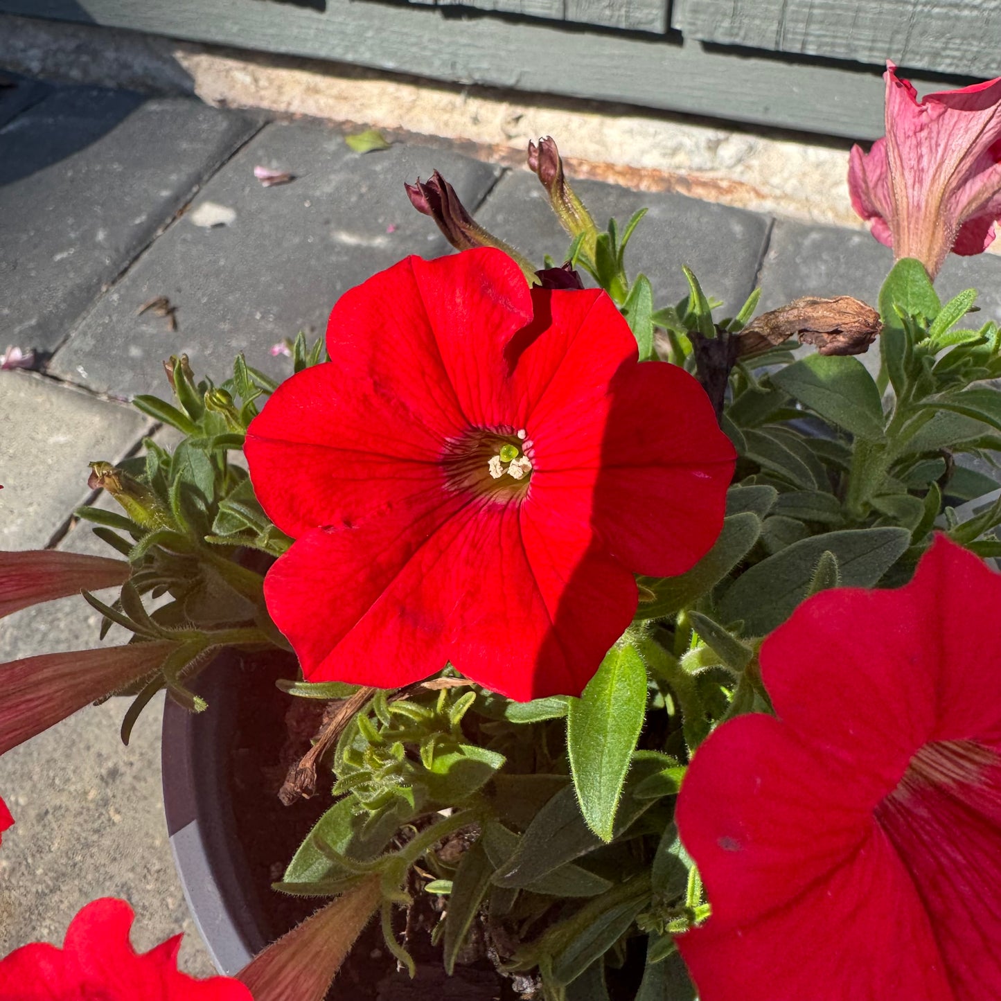 Supertunia Really Red