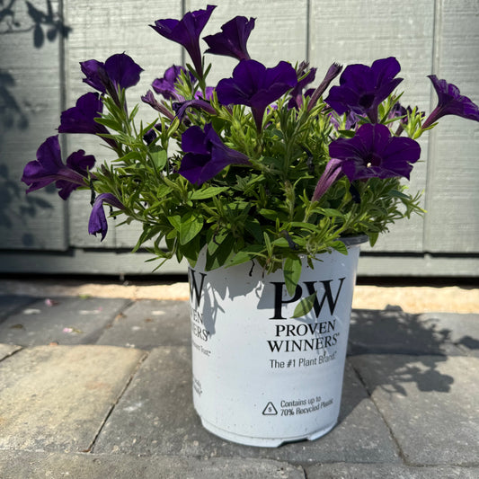 Supertunia Royal Velvet