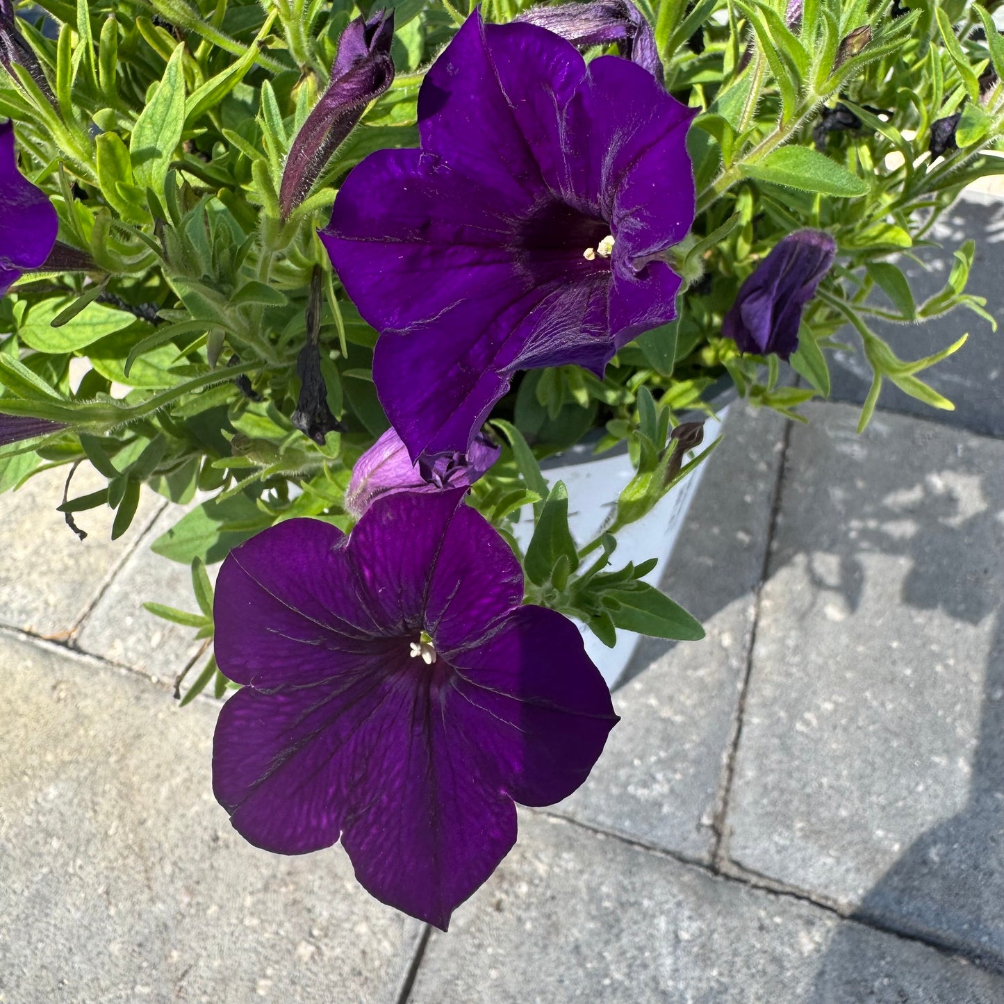 Supertunia Royal Velvet