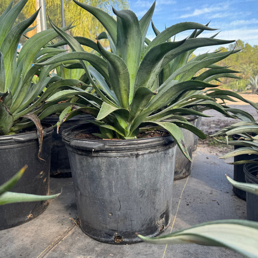 Blue Flame Agave