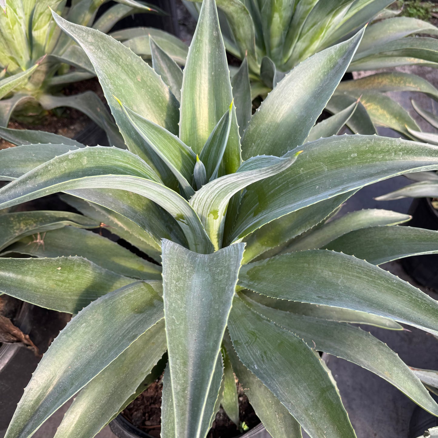 Blue Flame Agave