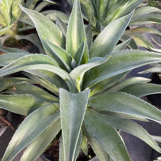 Blue Flame Agave