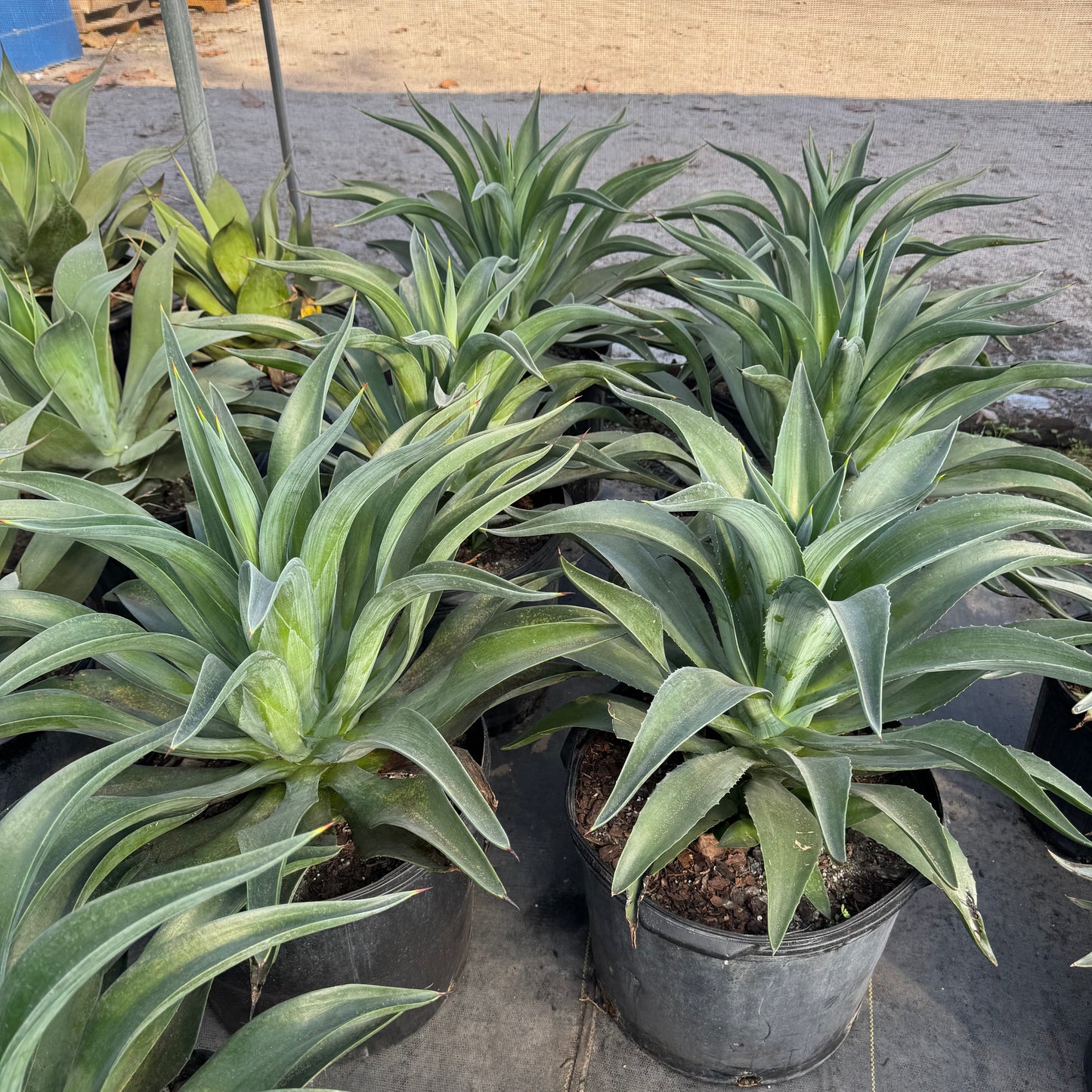 Blue Flame Agave