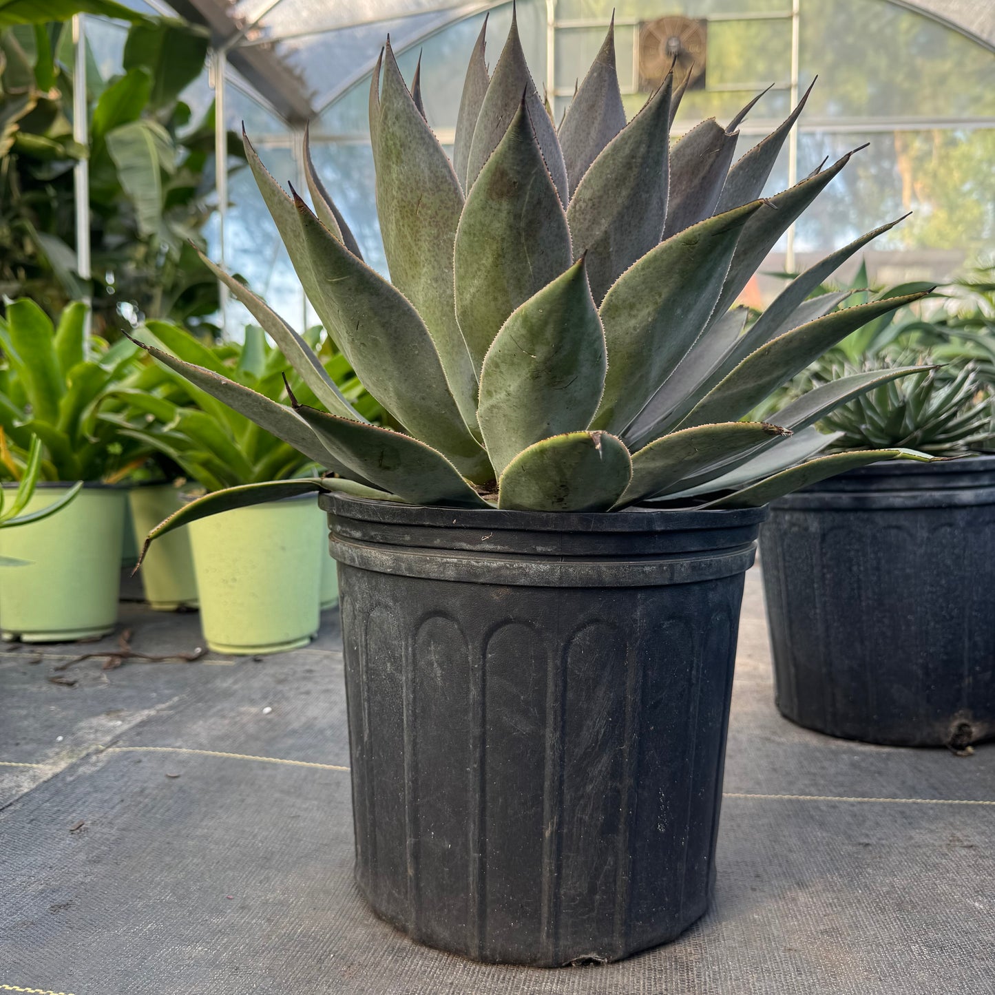 Blue Glow Agave