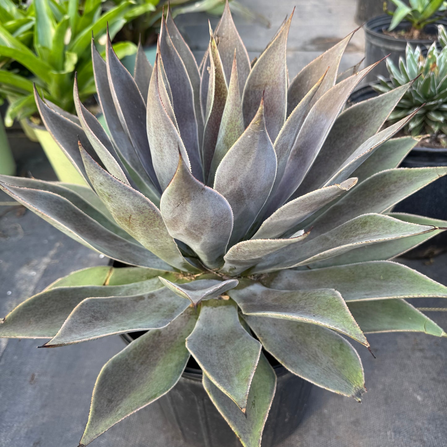 Blue Glow Agave