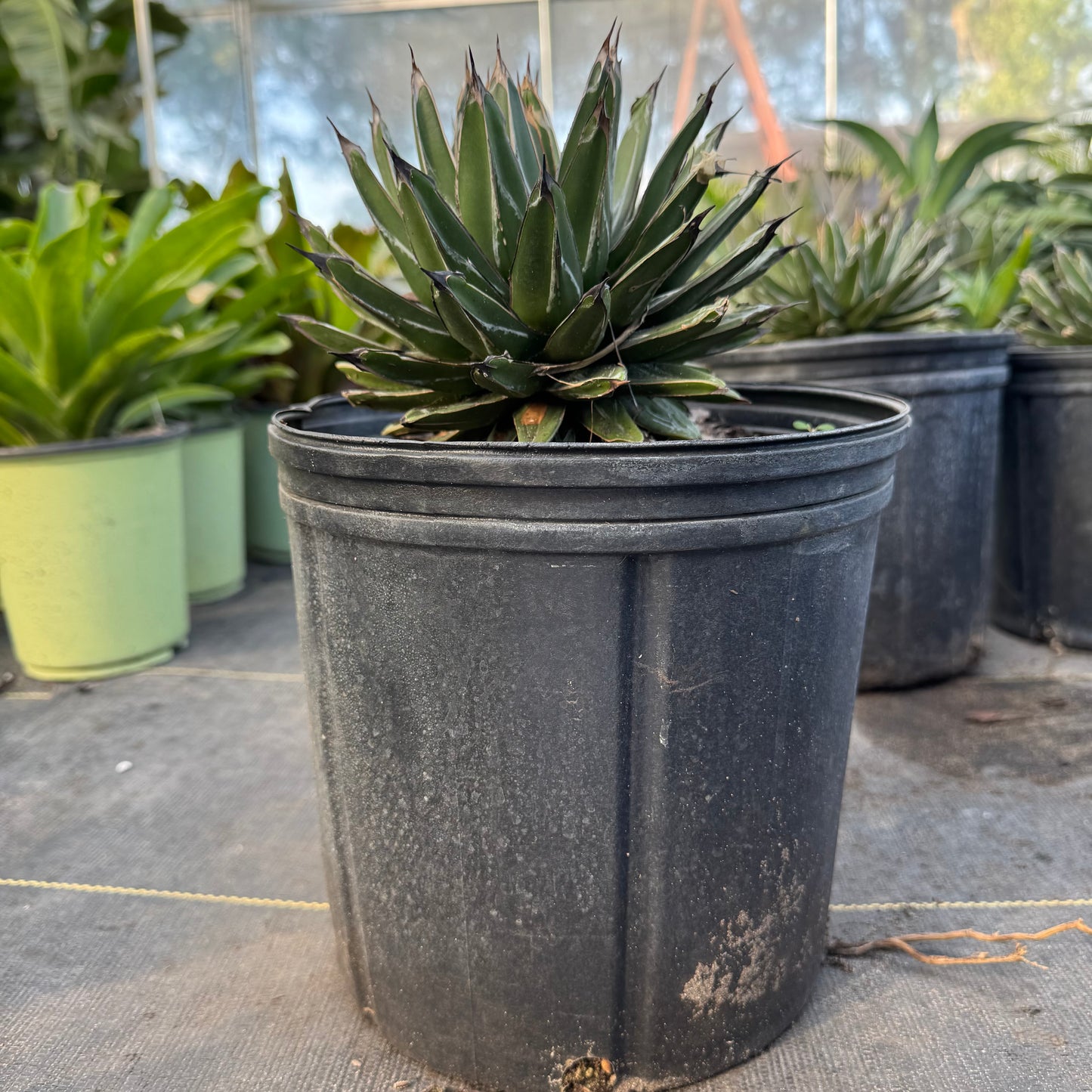 Queen Victoria Agave