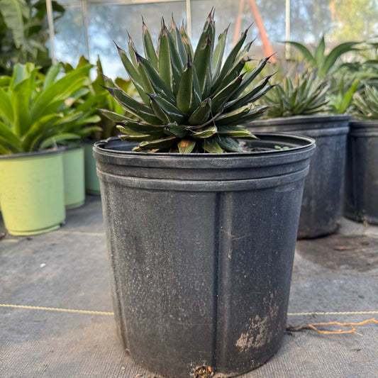 Queen Victoria Agave
