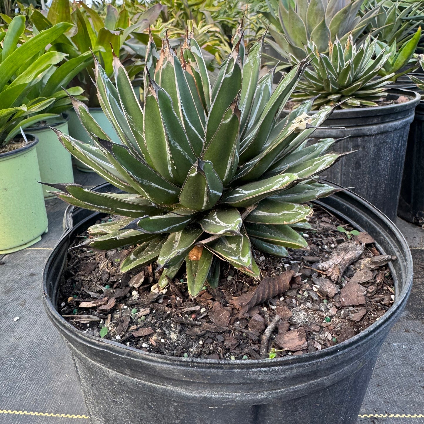 Queen Victoria Agave