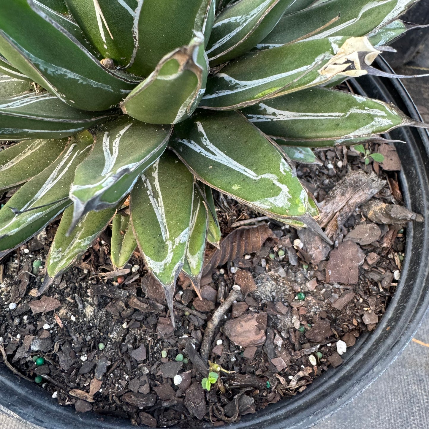 Queen Victoria Agave
