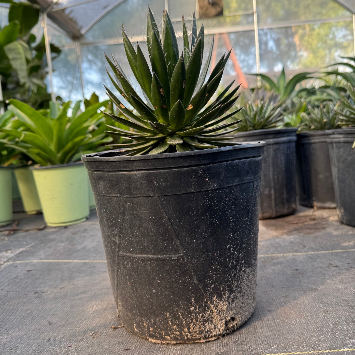 Black Widow Agave